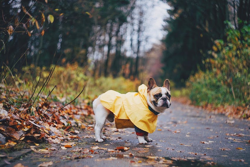 A dog standing outside in fall weather wearing a yellow rainjacket
