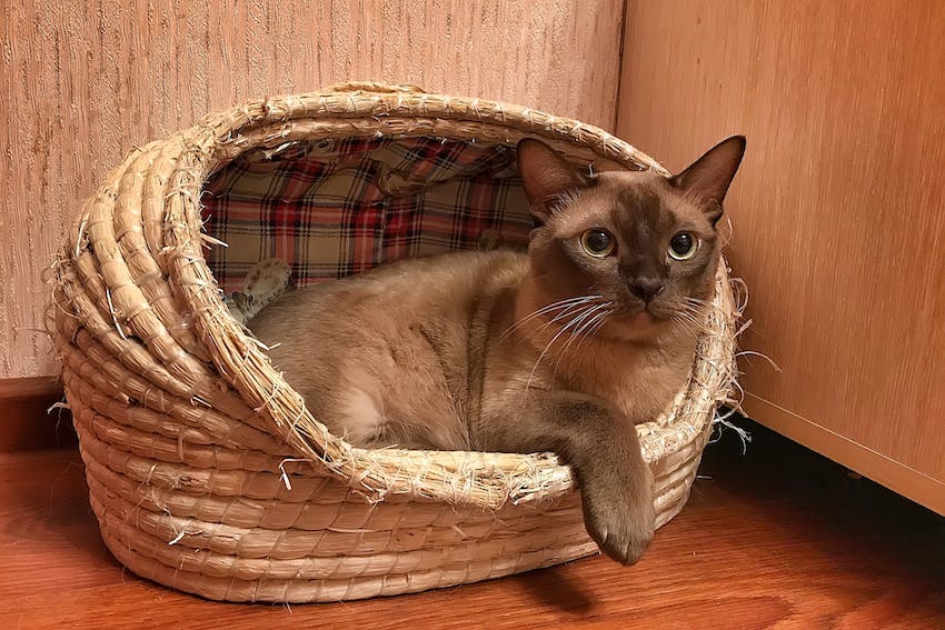 A Burmese cat lounging in a basket cat bed with one paw hanging out