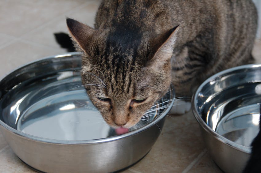 Close up of a tabby cat drinking water out of a bowl