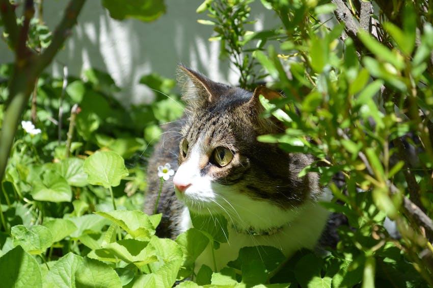 Cat sitting in between green plants outside in spring