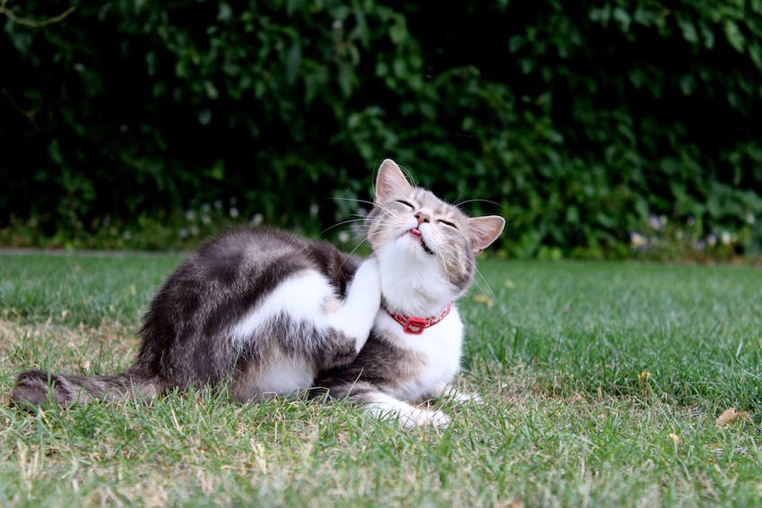 A cat in a red collar sitting outdoors scratching itself with its tongue poking out
