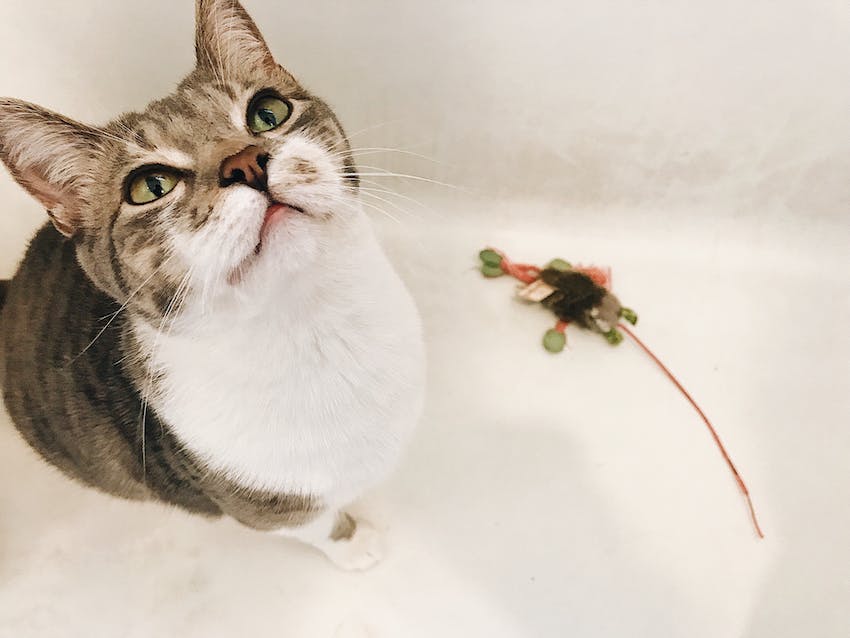A cat looking up from a tub floor with a cat toy laying at their feet