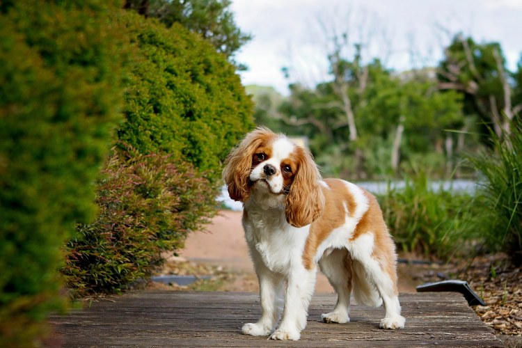 Cavalier King Charles Spaniel dog standing outdoors