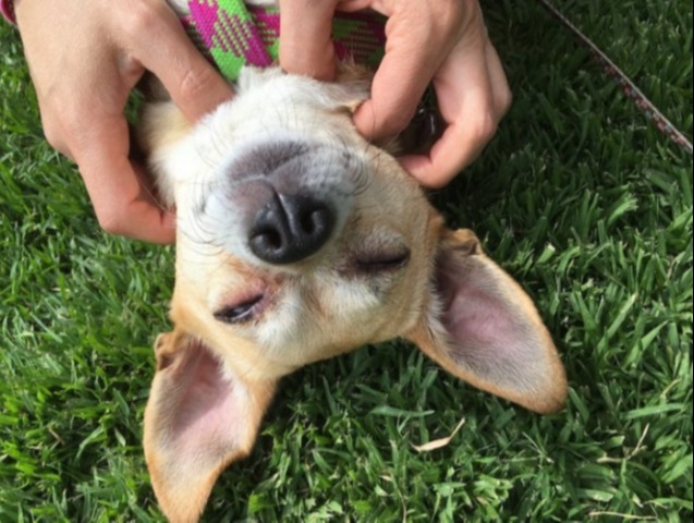 Chihuahua laying back on grass being pet by pet owner's hands.