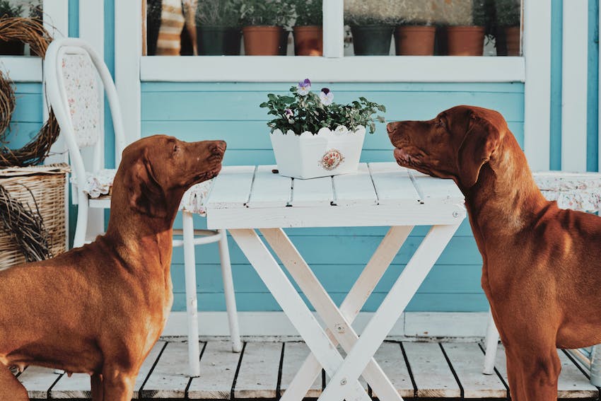 Two brown dogs looking at each other in front of a white porch with a white wood table