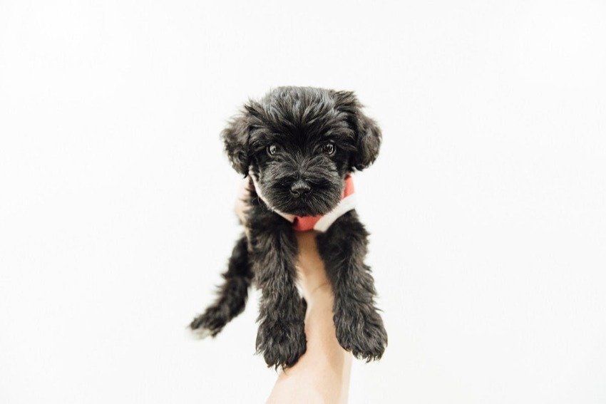 Neatly groomed black puppy being held in the air.