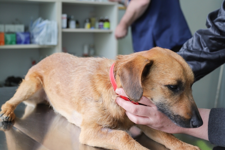 Why Vets Recommend Pet Insurance: The Complete Guide