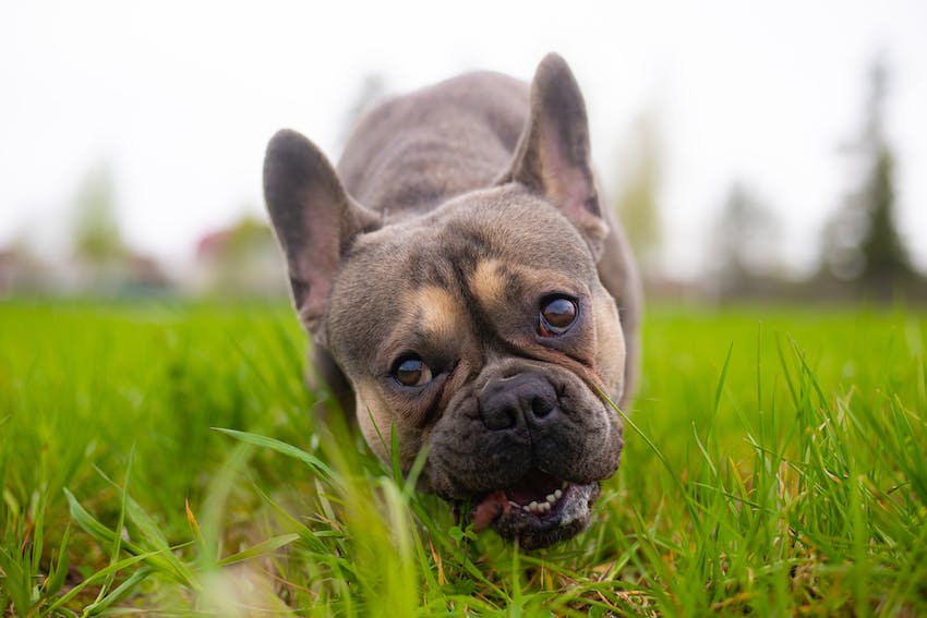 Why Do Dogs Eat Grass?