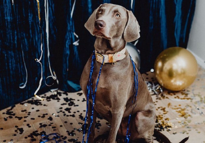 Best New Year's Resolutions for Pets in 2026