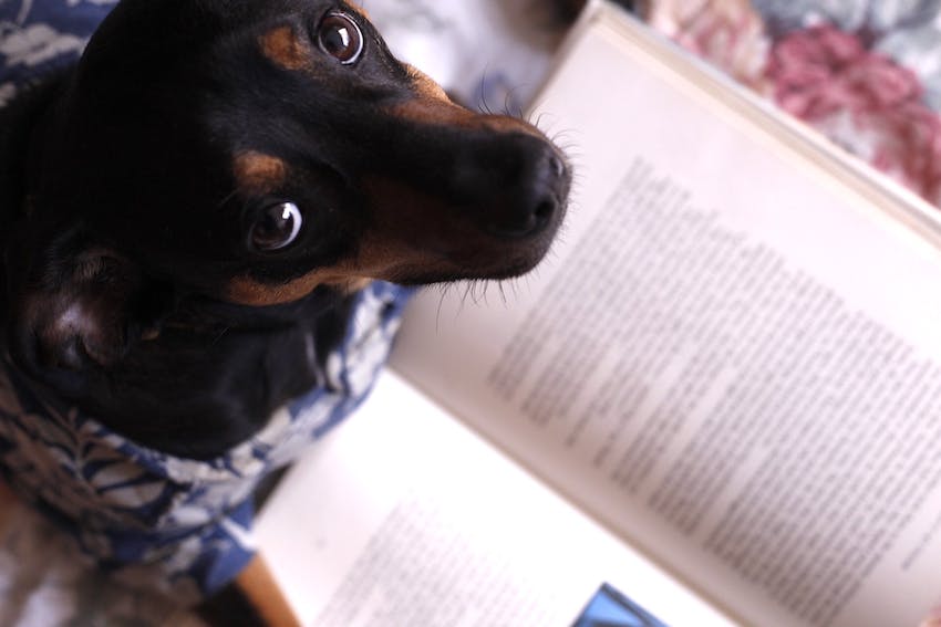 Black and brown dog looking up from reading a book