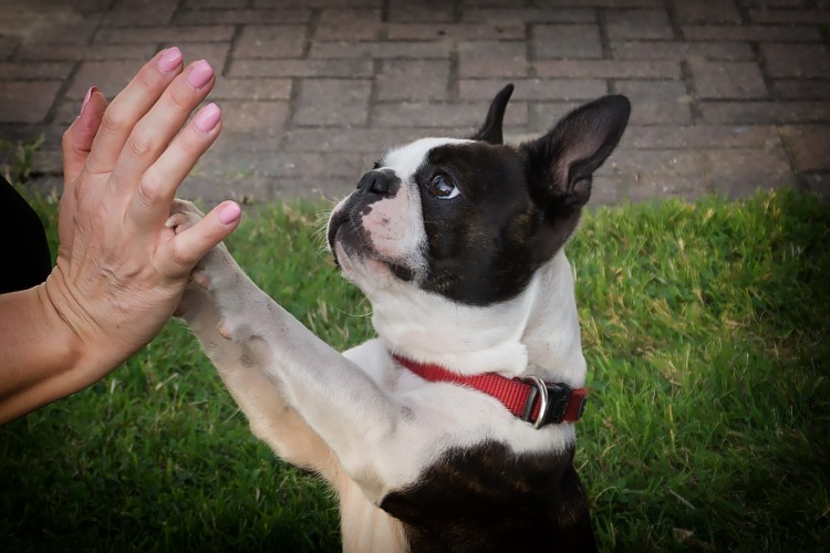 Dog Paw Pad Injuries: Signs, Treatment, and Prevention