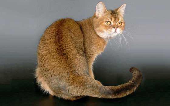 Brown exotic shorthair cat looking back over its shoulder