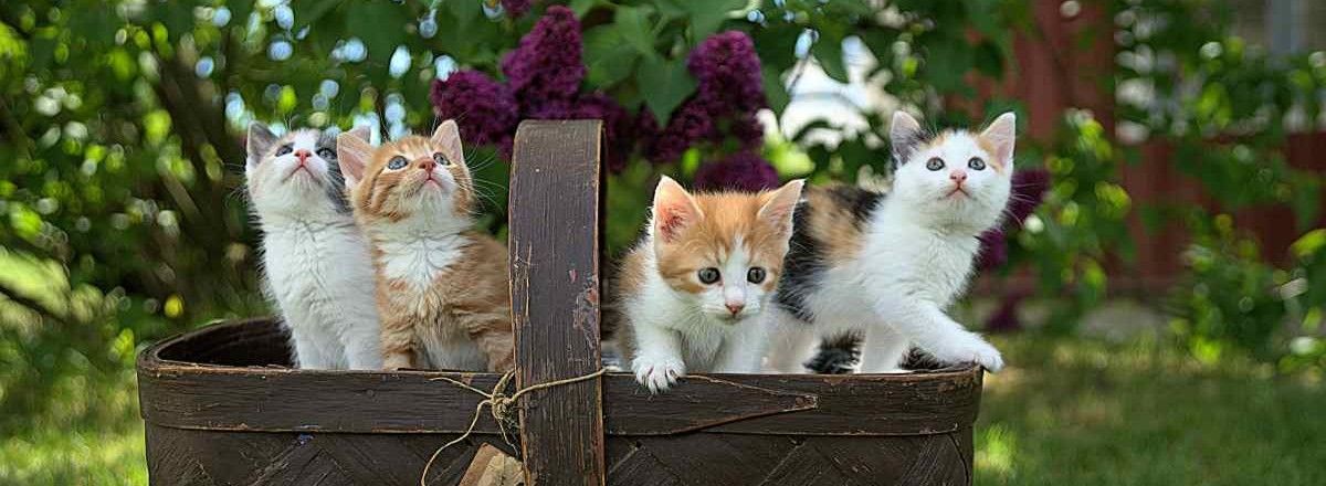 Kittens in a wooden basket outdoors
