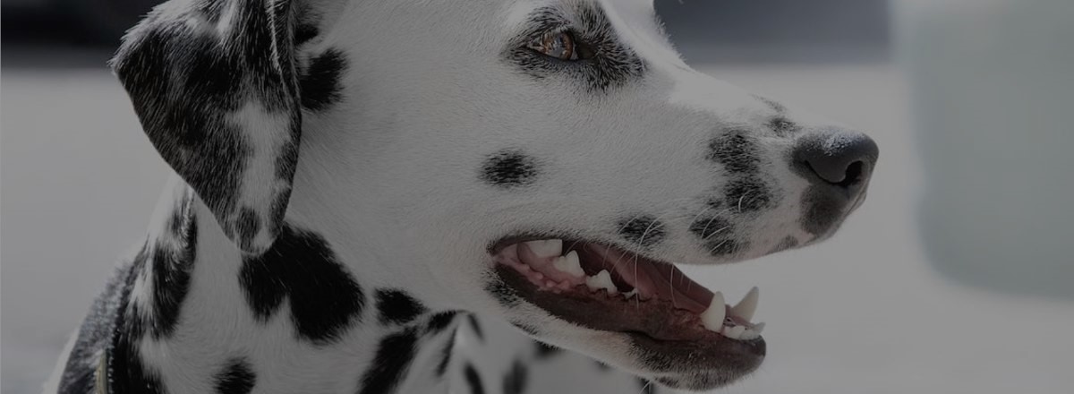 Close up of Dalamatian dog with healthy teeth and gums.