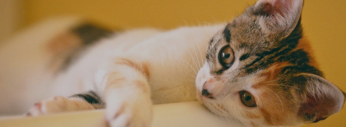 Calico tabby kitten laying on side looking curious.