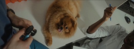 Pomeranian at the vet