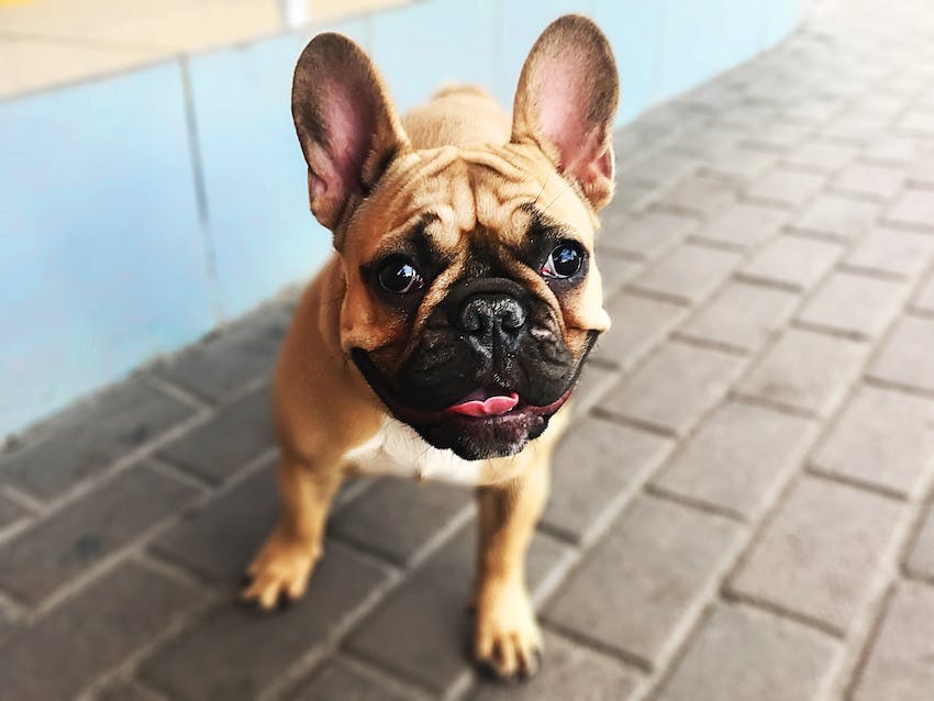 French bulldog with a happy expression standing on gray brick walkway