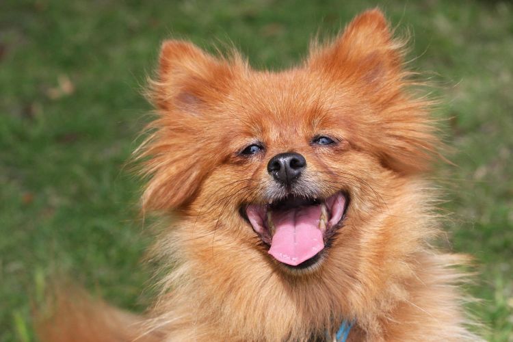 German Spitz