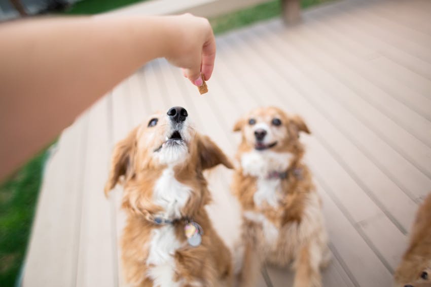 Two dogs sitting outside waiting for a treat from pet owner
