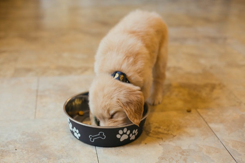 Golden retriever puppy eating out of a puppy-safe dog bowl.