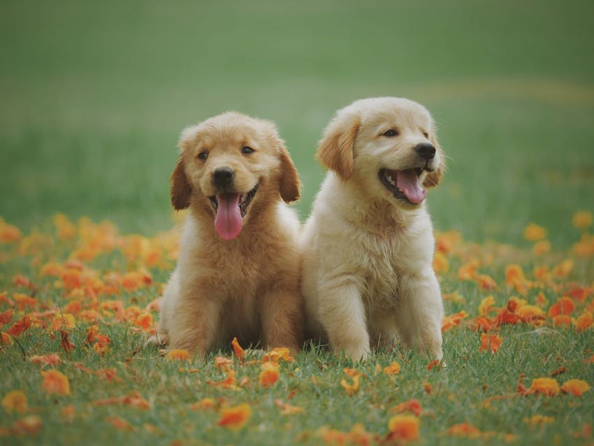 Two golden retriever puppies sitting in a field outside