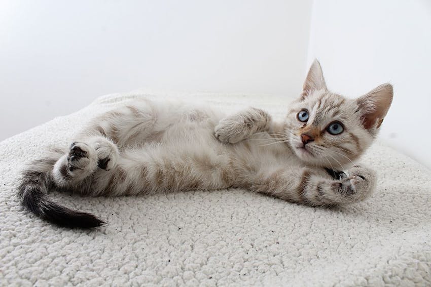Gray and white kitten laying belly up, looking up.