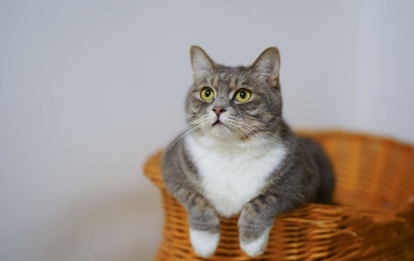 Gray cat with white paws leaning up over the side of a basket