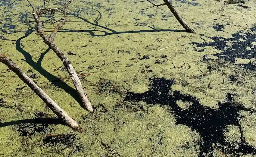 Overlook of green algae on a still body of water with tree branches sticking out