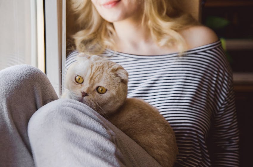 Cat sitting on pet owner's lap next to a window