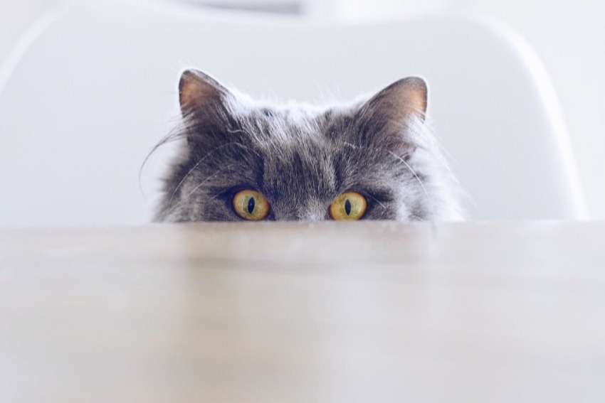 Long haired gray cat peering over a table with yellow eyes