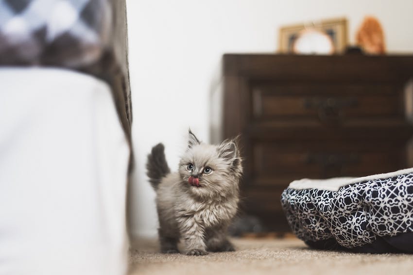 Fluffy gray kitten licking its nose while standing inside a kitten-proofed house