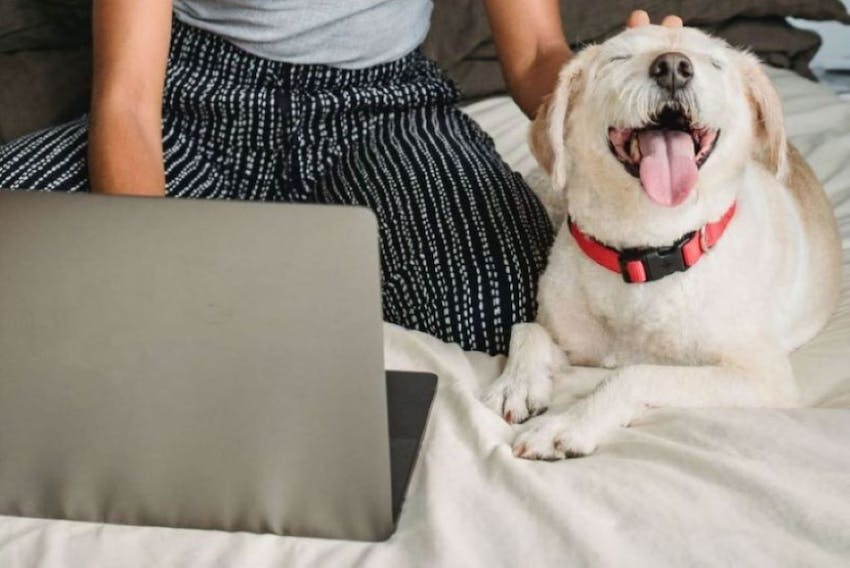 White dog in a red collar being pet on the head by a female pet owner on a laptop