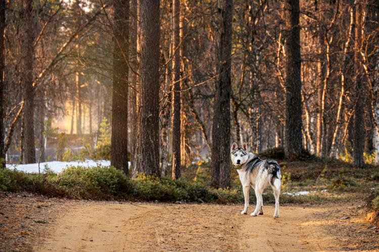 Rencontres avec la faune au printemps