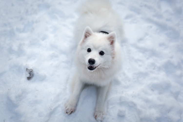 Japanese Spitz