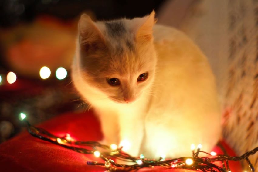 White cat looking down at a string of glowing holiday lights