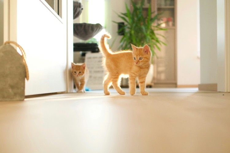 two kittens exploring a sunlit room
