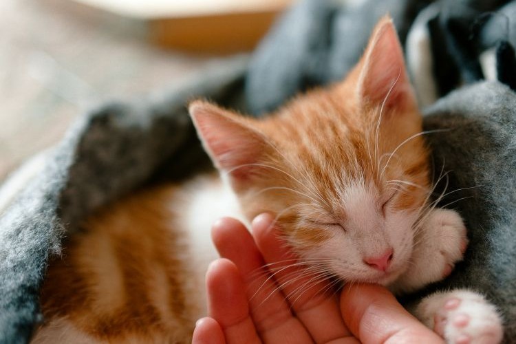 sleeping kitten on a blanket