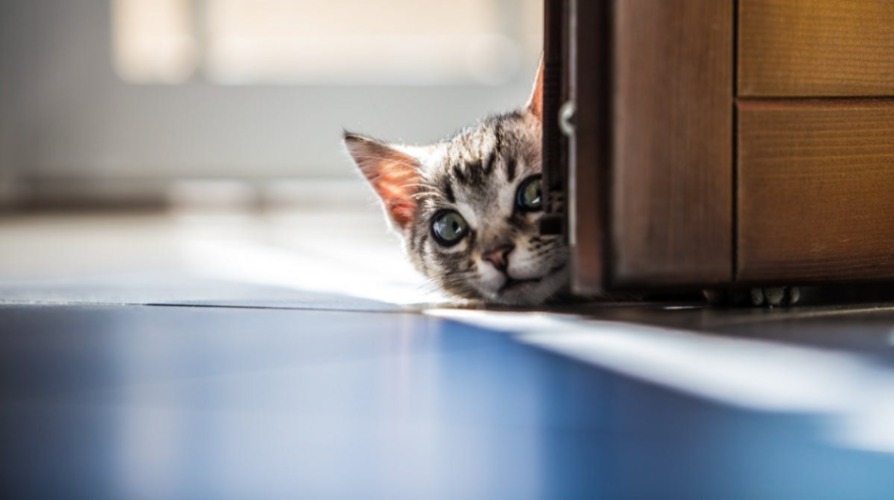 A playful kitten with high energy peeking around a wood door in the sunlight.