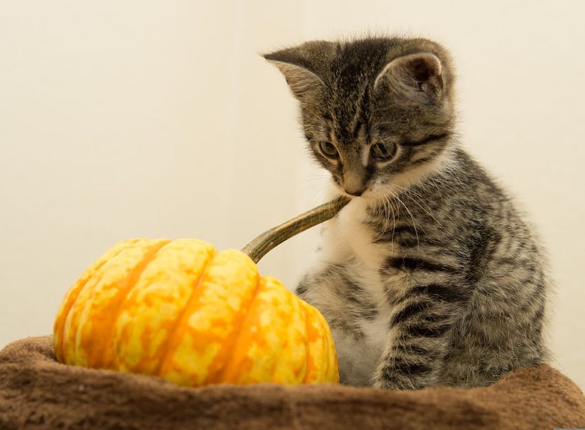 Fuzzy tabby kitten staring at a small orange and yellow pumpkin