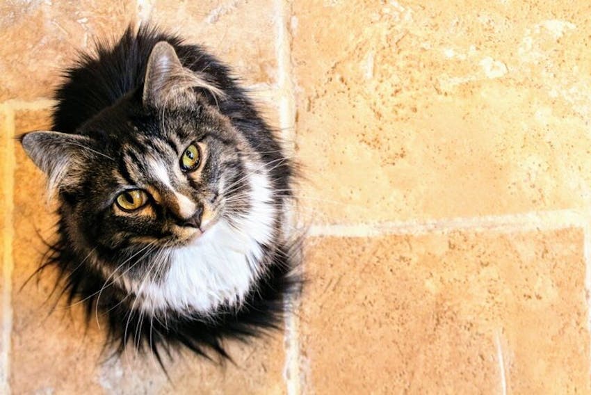 Fluffy tri-colored cat with matted fur looking up from a stone floor.