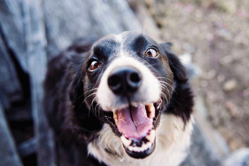 Close up of loving dog face staring up.