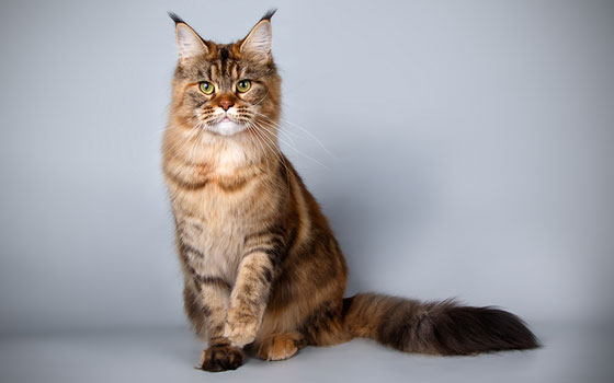 cards Maine Coon Breed Profile