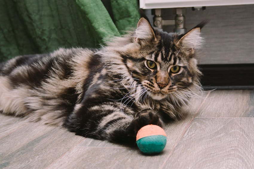 A Maine coon laying on a bathroom floor with a ball toy