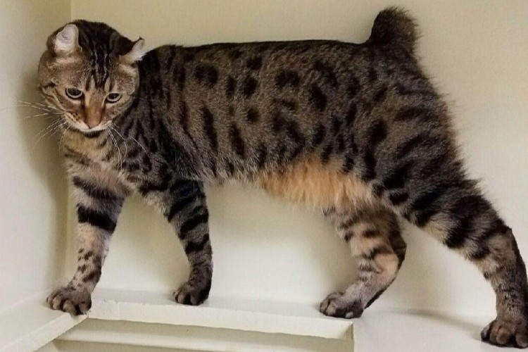 Manx: A Cat Breed Guide