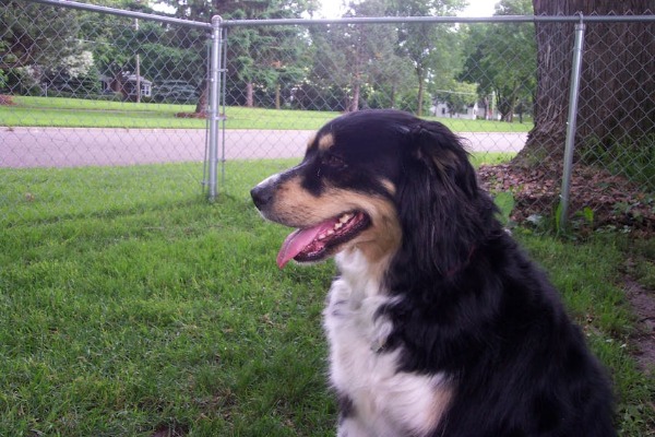 Dog looking out a road through a fence