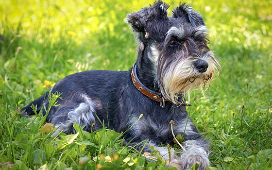 cards Miniature Schnauzer Dog Breed Guide