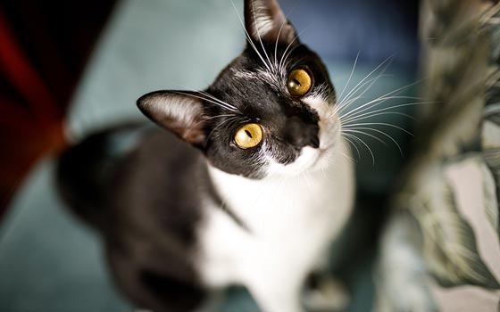 A black and white mixed breed cat with yellow eyes looking up.
