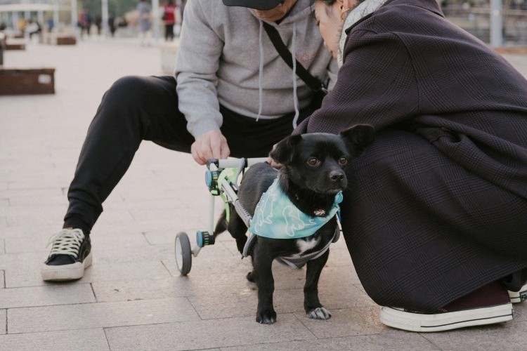 Dog with mobility device