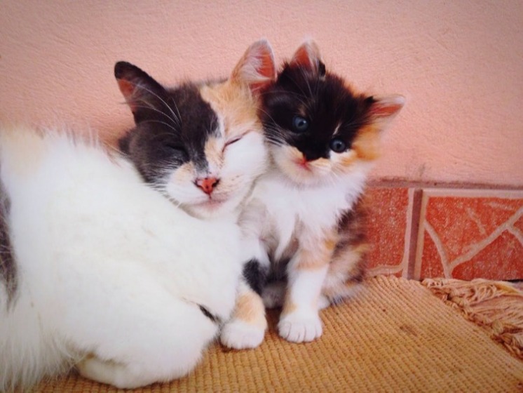 A mother calico cat snuggles a kitten calico with blue eyes