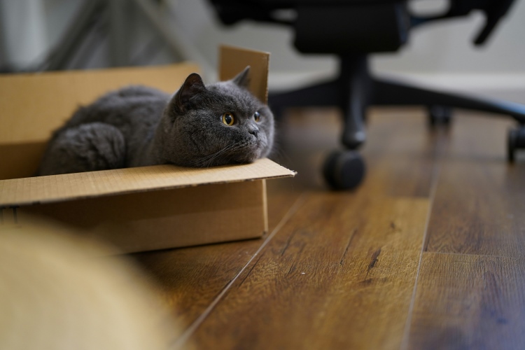 cat resting inside a moving box